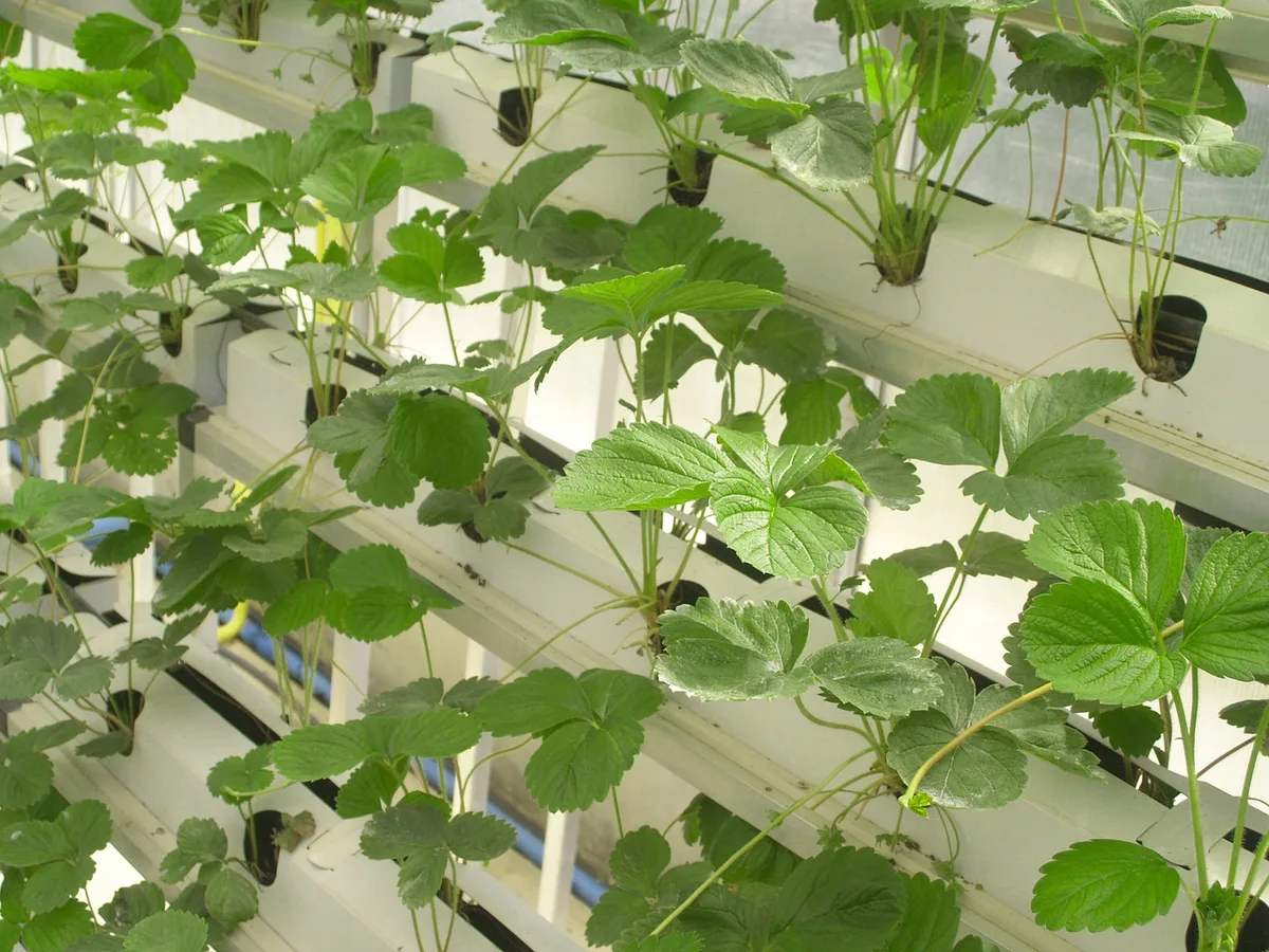 0c6f725fe69060f522132b0666bb0a94eb7f3b64 Im Vertical Farming (dem Anbau auf mehreren Ebenen übereinander) nutzt man generell Hors-Sol-Methoden. (Bild Pixabay)