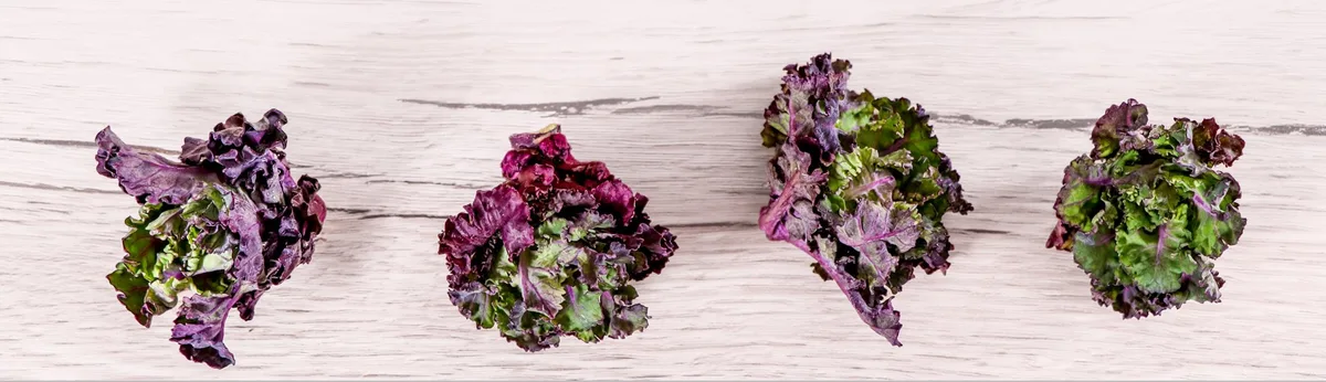 Kalettes-02_Quelle-Kalettes-ch Kalettes®: Das nussige Kind von Rosen- und Federkohl