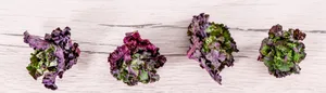 Kalettes® lassen sich auf vielseitige Arten zubereiten und sind gekocht und auch roh geniessbar.