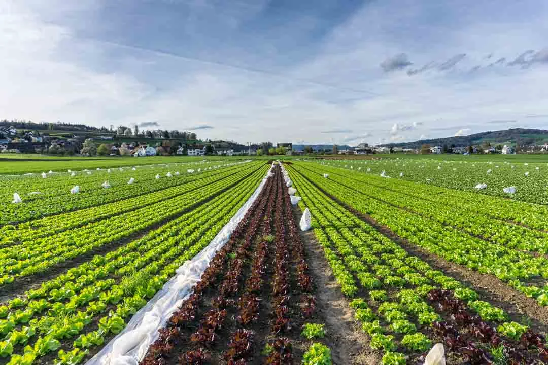 0ae647e93ff99e18095123be432262562f67cfcb Vor allem die Salat-Produktion litt unter der Hitze. (Christian Wohler/landwirtschaft.ch)