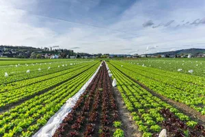 Vor allem die Salat-Produktion litt unter der Hitze. (Christian Wohler/landwirtschaft.ch)