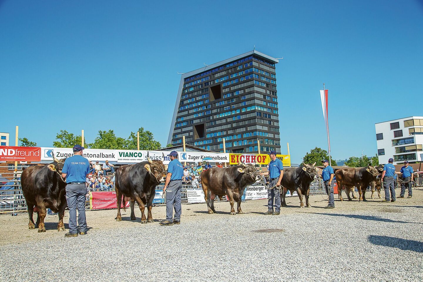 Die Munis kommen wieder nach Zug