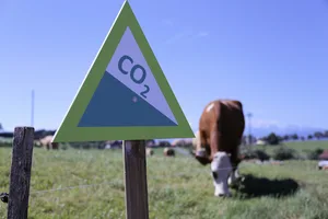 Die Lebtagleistung der Kühe soll steigern und damit der Methanausstoss pro Kilo Milch sinken. (Bild ji)