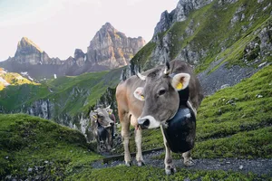 Vom Heimbetrieb im Schächental zum Kinzigpass sind knapp 800 Höhenmeter zu überwinden.