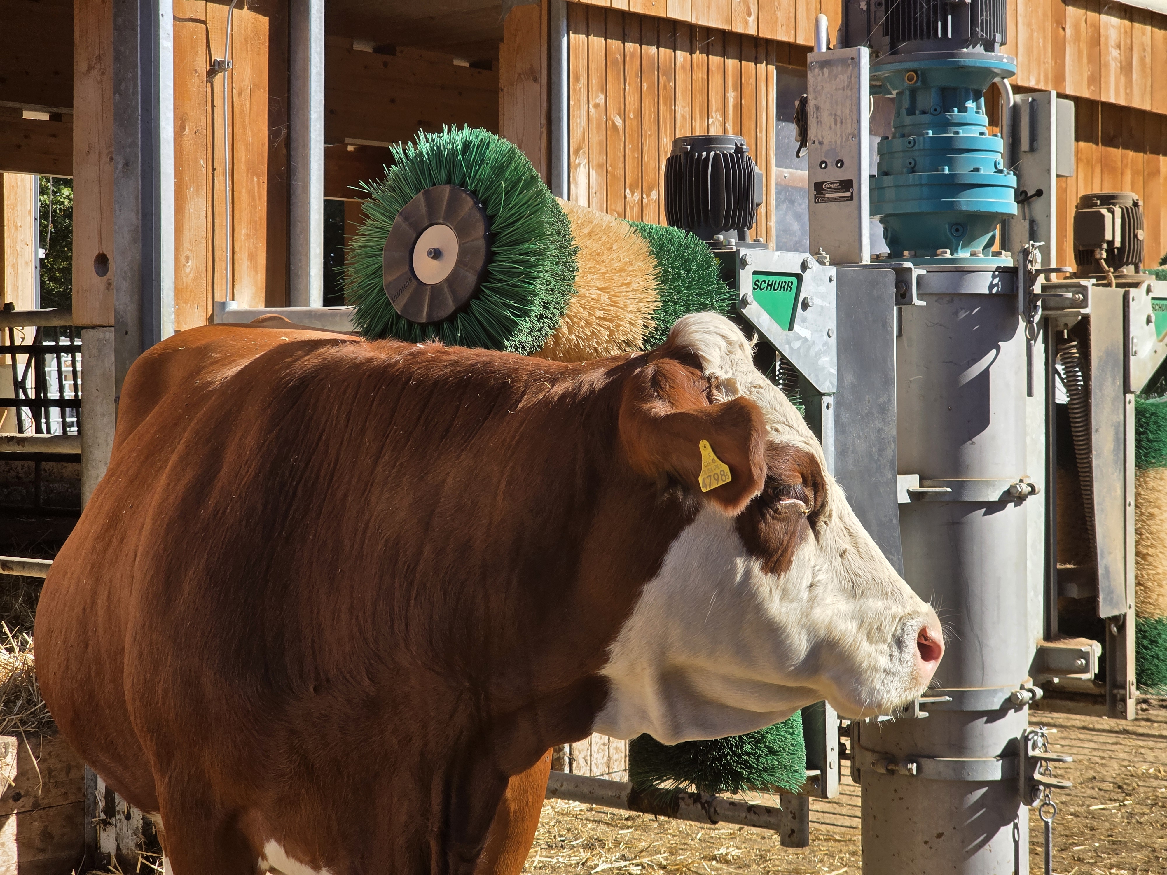Eine Simmentaler Mutterkuh lässt ihr Filet massieren. Die Simmentalerrasse eignet sich besonders für die Verwertung des ganzen Tieres. Die Nebenstücke verfetten nicht.