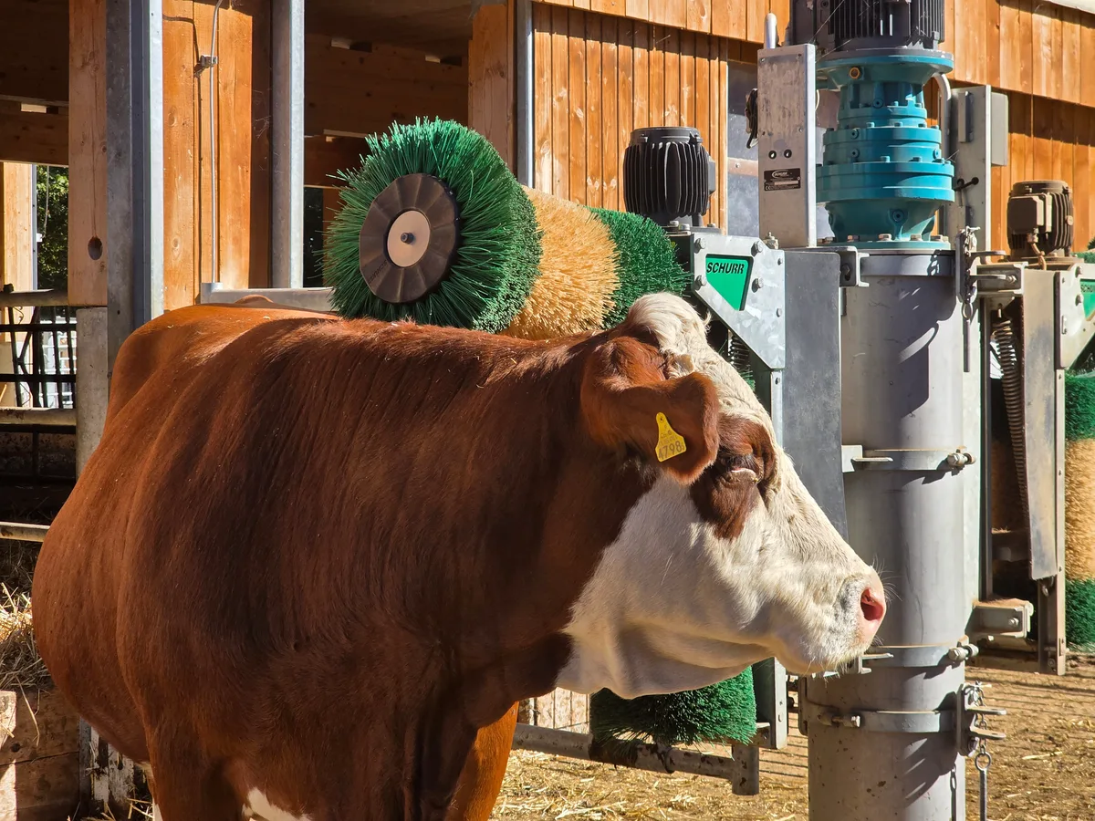 20260923_111338.jpg Eine Simmentaler Mutterkuh lässt ihr Filet massieren. Die Simmentalerrasse eignet sich besonders für die Verwertung des ganzen Tieres. Die Nebenstücke verfetten nicht.