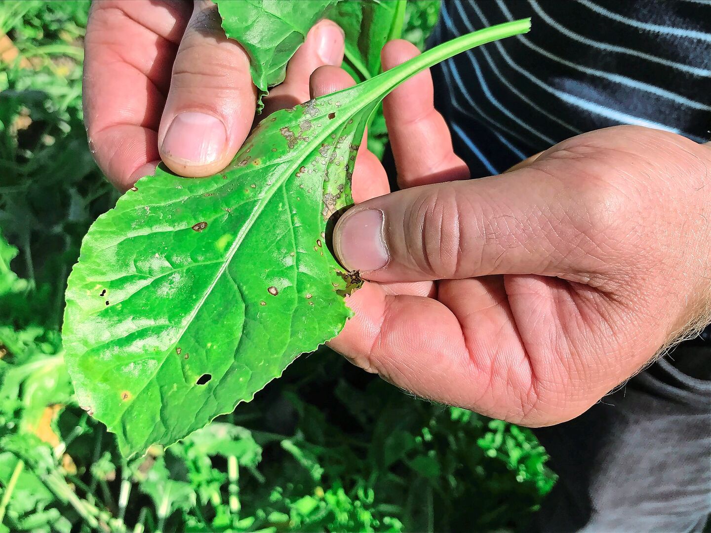 Cercospora-Blattflecken zeichnen sich durch runde, bräunlich-graue Flecken aus, die von einem rötlich-braunem Rand umrandet sind. Neben der Rübe befällt der Pilz auch weitere Kulturen wie Mangold und Randen.