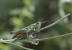 Die Technische Universität München und das Forschungszentrum für Insekten in Nairobi wollen sich noch vertiefter mit dem Nährstoffbedarf von Grillen und Heuschrecken auseinandersetzen. (landwirtschaft.ch / Eveline Menzi)