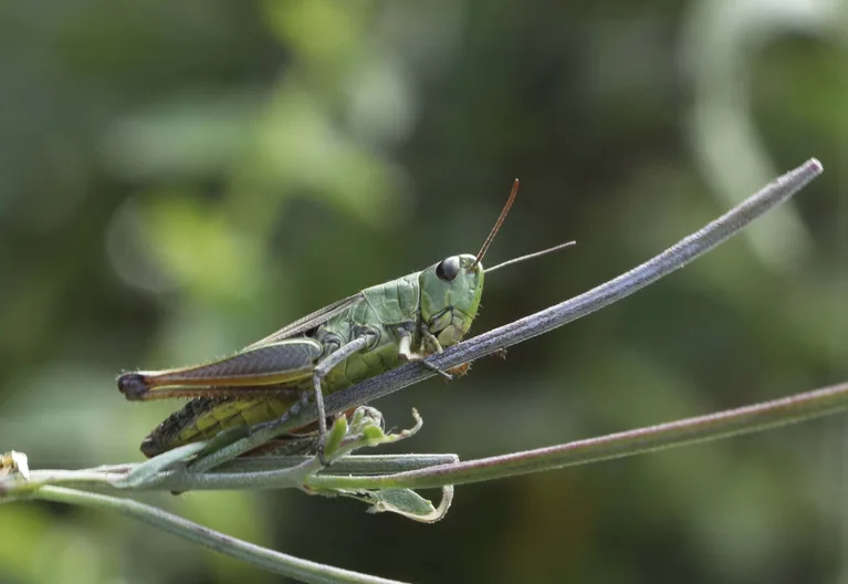 30e1df740e578be19fa5a4347abd06e7baf553a5 Die Technische Universität München und das Forschungszentrum für Insekten in Nairobi wollen sich noch vertiefter mit dem Nährstoffbedarf von Grillen und Heuschrecken auseinandersetzen. (landwirtschaft.ch / Eveline Menzi)