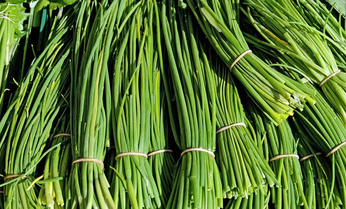 chives-1287096_1280 Würziger Küchenhelfer: Schnittlauch