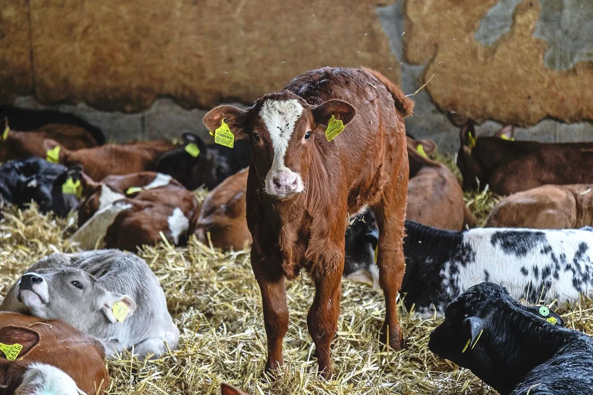 Rund die Hälfte der in der Kälberhaltung eingesetzten Antibiotika dürfte im Zusammenhang mit M.-bovis-Infektionen stehen.
