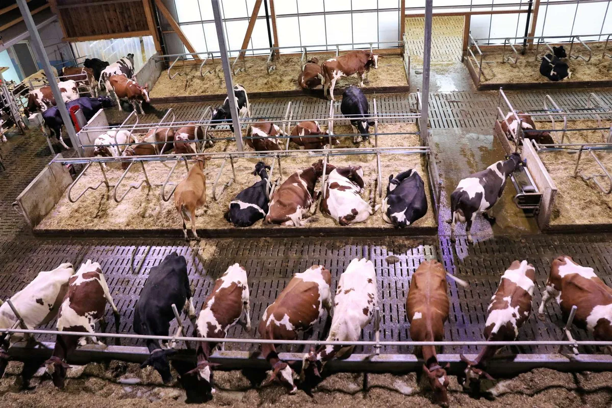 Boxenlaufstall-1600px Direktzahlungen: Bei Bagatellfällen gilt künftig Milde