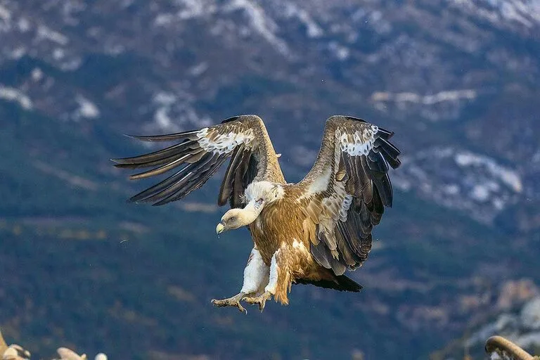 Gänsegeier sind bestens an das Ausnehmen von Kadavern angepasst: Der Kopf und der Hals sind nur leicht befiedert. Eine Halskrause schützt den restlichen Körper vor Verschmutzung.