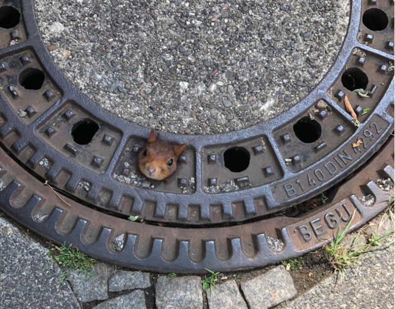 Wie das Tierchen in diese missliche Lage geraten ist, bleibt wohl unbekannt. (Bild Feuerwehr Dortmund)