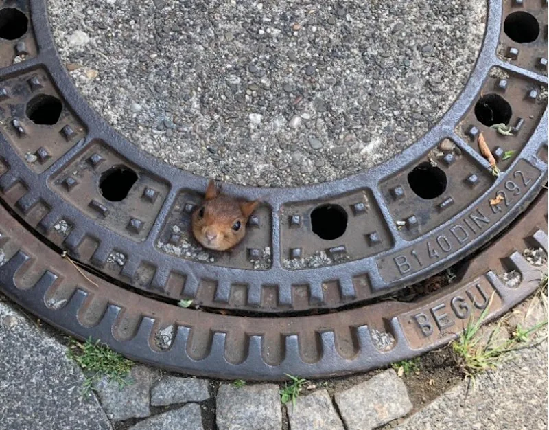 c8de2025a587437bd4b5b5d3d3fb5327a6a986c4 Wie das Tierchen in diese missliche Lage geraten ist, bleibt wohl unbekannt. (Bild Feuerwehr Dortmund)