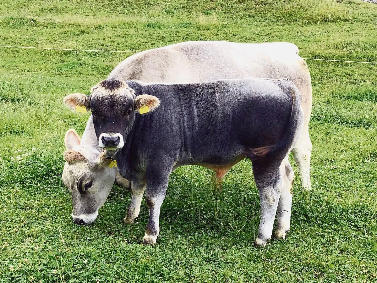 Natura-Veal ist gesucht. Es fehlen jährlich 3000 Tiere. Rassen wie Grauvieh sind sehr geeignet für diese Produktionsform.
