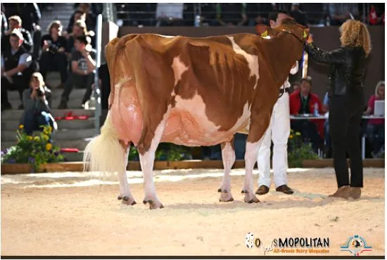 25b0d2e643f5aecdfb6997fc945b21f4a3fff1d1 RH-Europameisterin: Suard Red Jordan Irene, Gebrüder Schrago, Middes FR.
