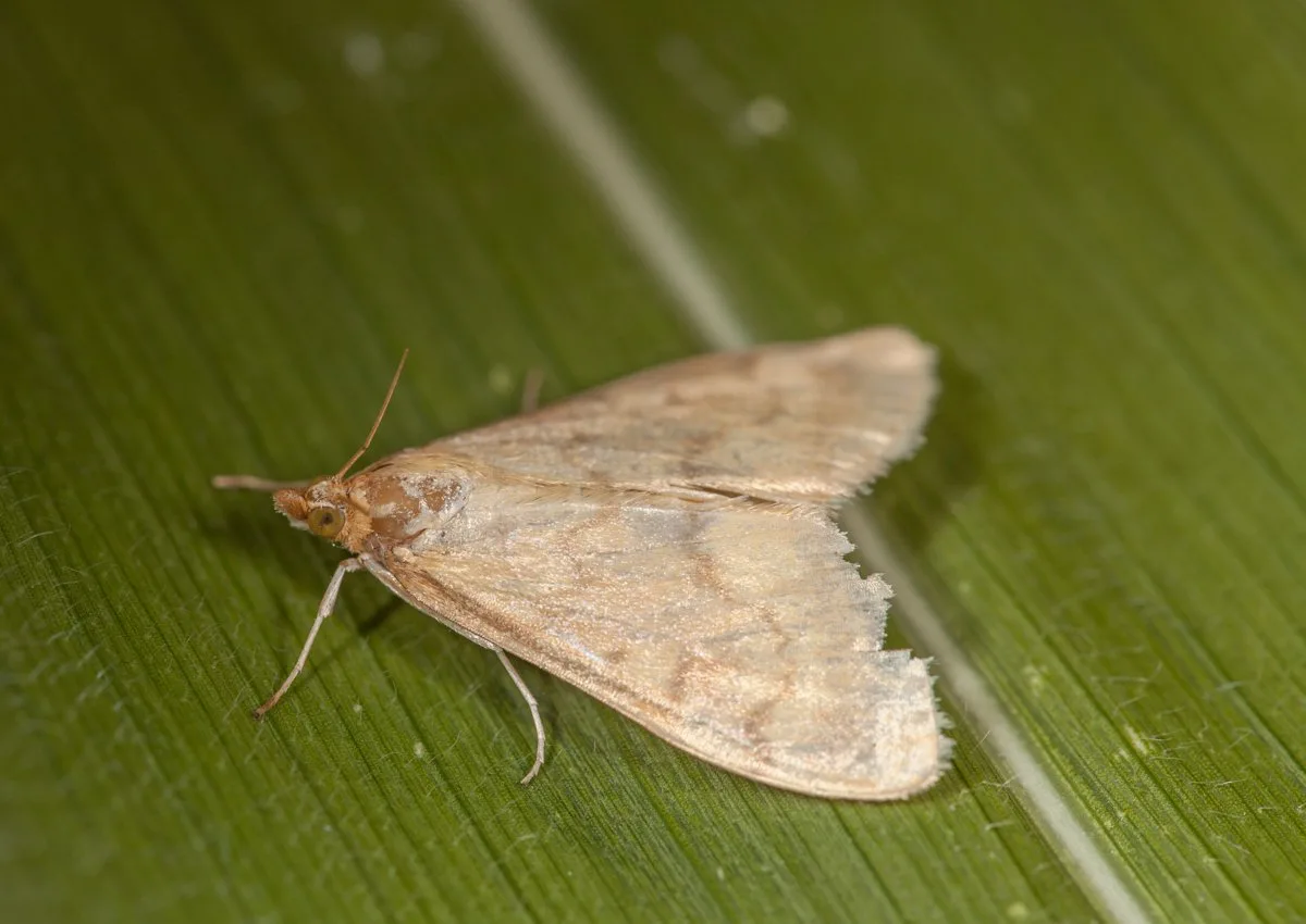 BIOTOP-0601 Nicht verpassen: Trichogramma-Schlupfwespen jetzt bestellen