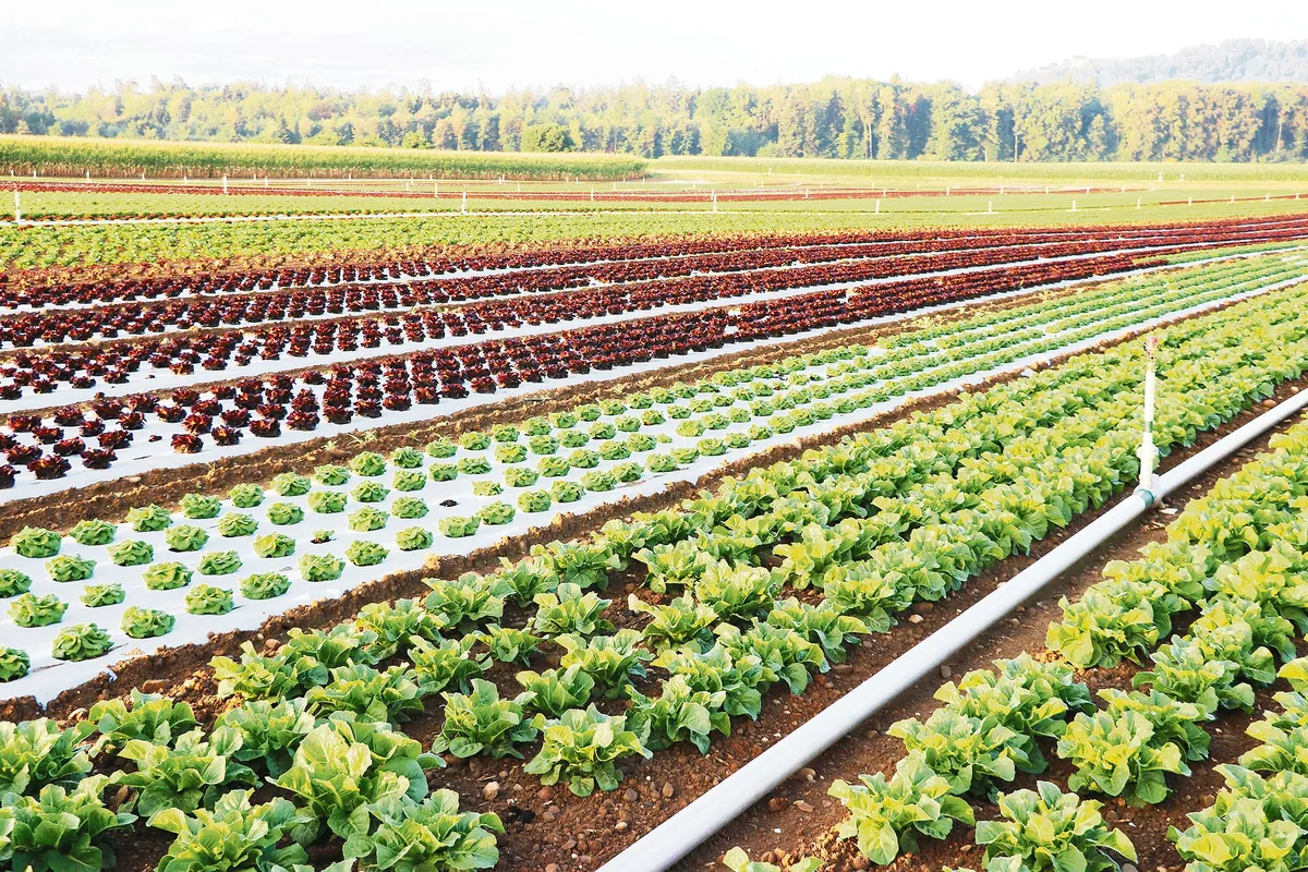64b8b67f9abba1295000d95ee05211d90bf70f13 Im Gemüse- und im Obstbau sind die Preise tief und der Druck hoch. Deshalb will die Branche nicht von jedem Abnehmer individuelle Anforderungen. (Bild Ruth Aerni)