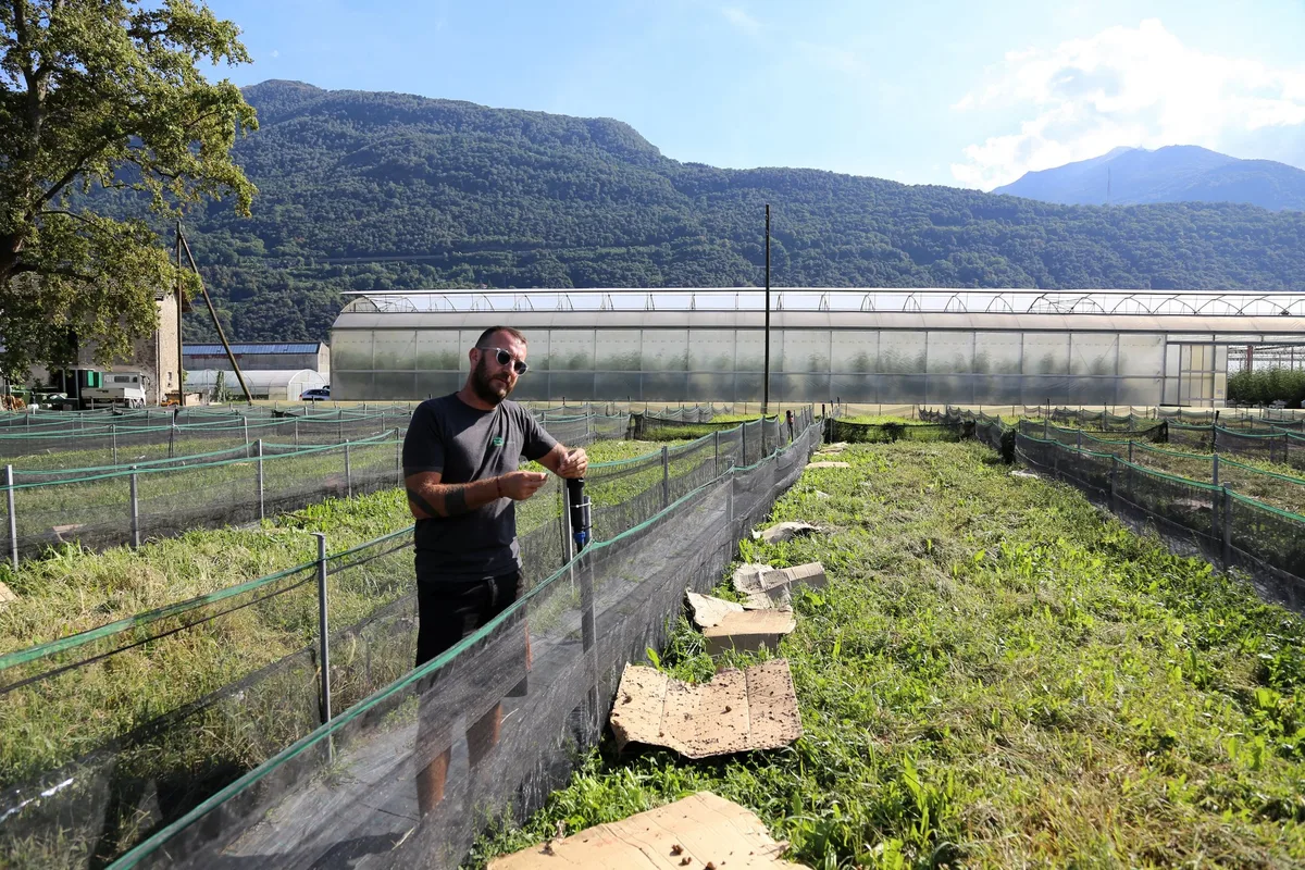 2023_schneckenzucht_schnecken_bbbhelix_luca-belossi-cadenazzo_rho Luca Belossi züchtet Schnecken aus Leidenschaft
