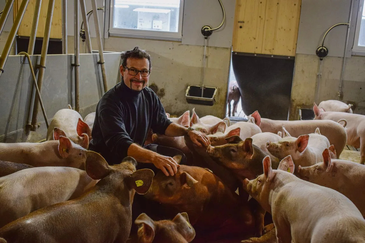 4afa184fa01ac30bea3144ba8fb497fecff4dfe3 Ein Sechstel der Schweine von Manuel Waber sind seltene Duroc, die spezielles Fleisch liefern und mit beispielsweise 29.– Fr./kg für Kotelettes auch einen höheren Preis erzielen. (Bild Daniela Joder)