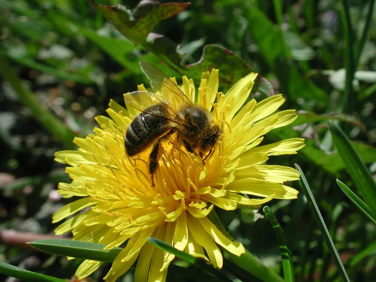 bienlibrum Die Schweizer Honigernte 2023