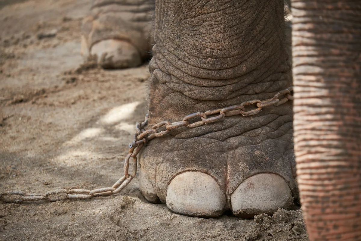 loic-furhoff-uFbyUPgJ24U-unsplash Was ein angeketteter Elefant mit den eigenen Glaubenssätzen zu tun hat