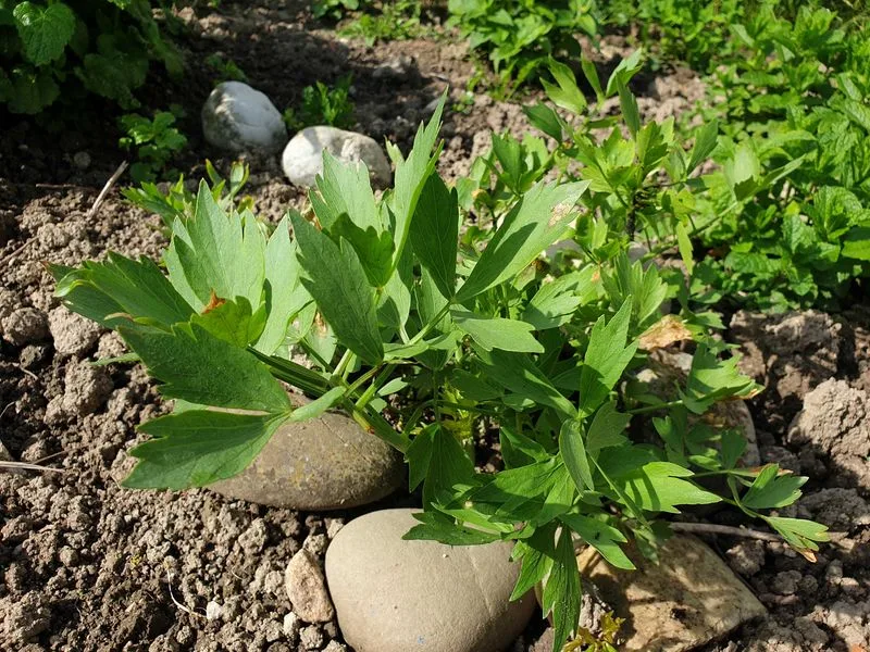 b21b75e2af4552de89c477dc6abe52b9a5939e2d Liebstöckl wächst auch im eigenen Garten gut und benötigt nicht allzu viel Pflege. (Bild lid/ji)