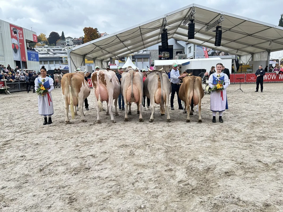 1_OlmaDieMissen Vierrassen-Eliteschau in der Olma-Arena: Auch Walliserinnen durften antreten