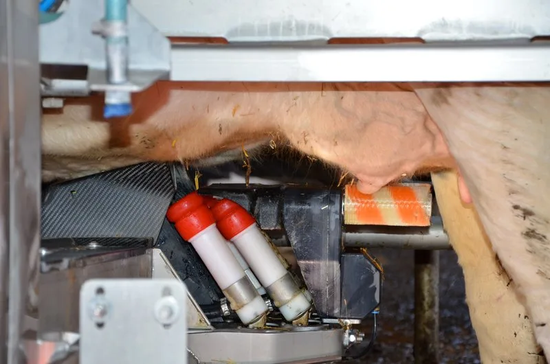 c4b3ccc3927f20de91e4cf9b5eb3f9e922a68919 Die Kühe müssen mindestens zweimal täglich gemolken werden. (Bild Aline Küenzi)