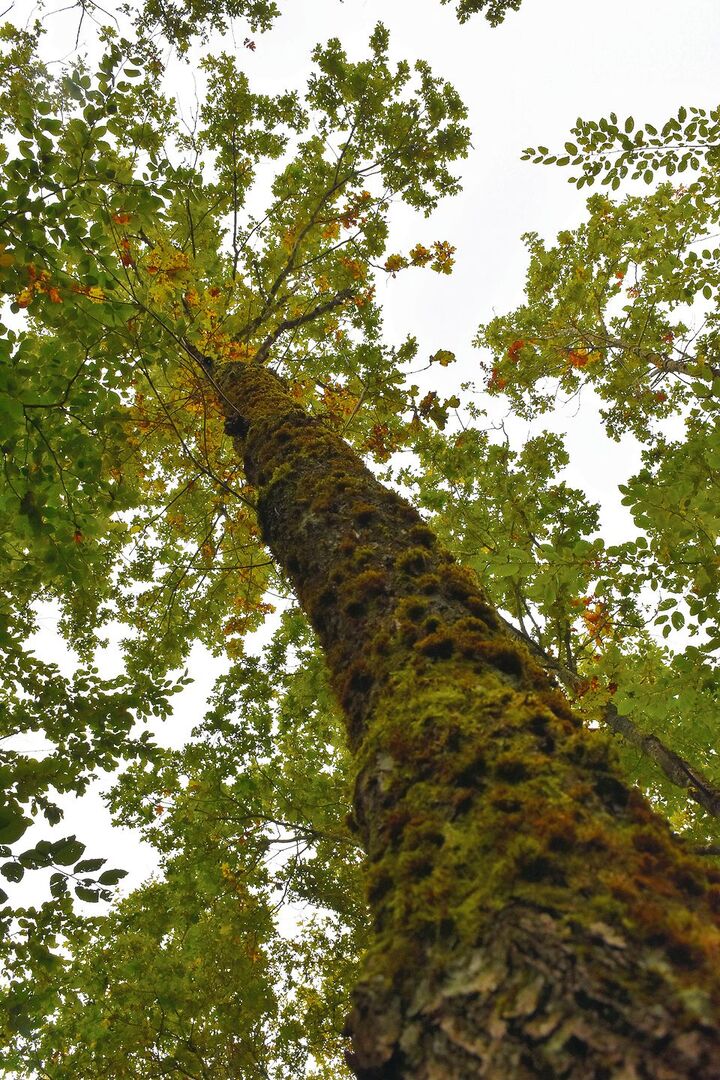 Für die Schaffhauser Förster ist die Eiche der Zukunftsbaum