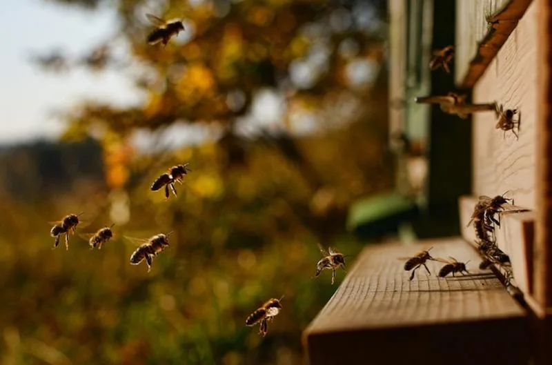 4d9552e53fa60c49427d6032bcd03a04c7e38448 Nicht überall fliegen die Bienen so munter. (Symbolbild Pixabay)