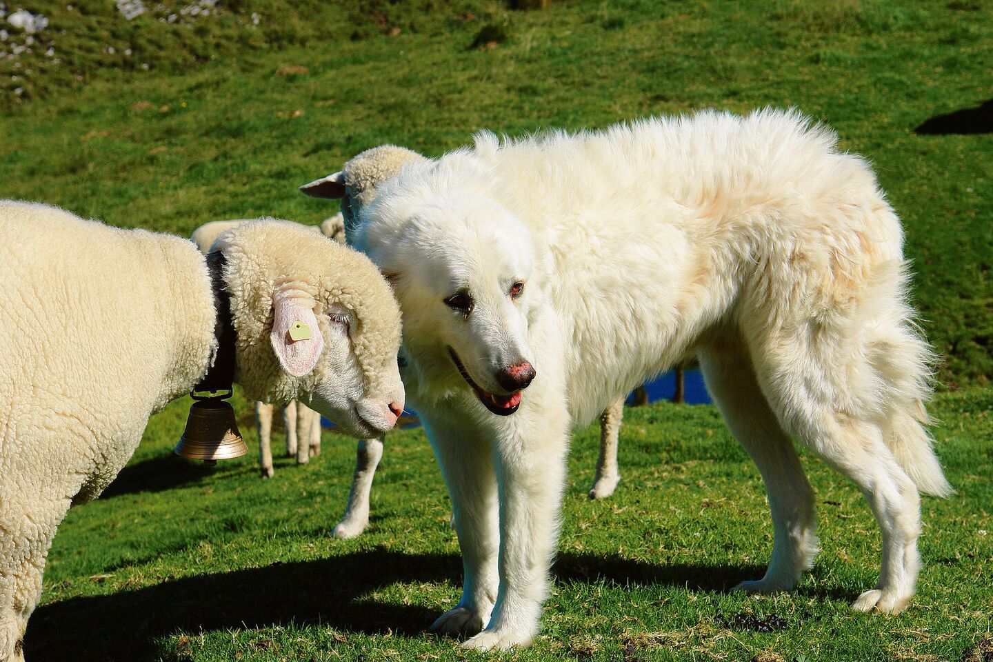 Hütehunde sind im Aargau neu von der Hundesteuer befreit.