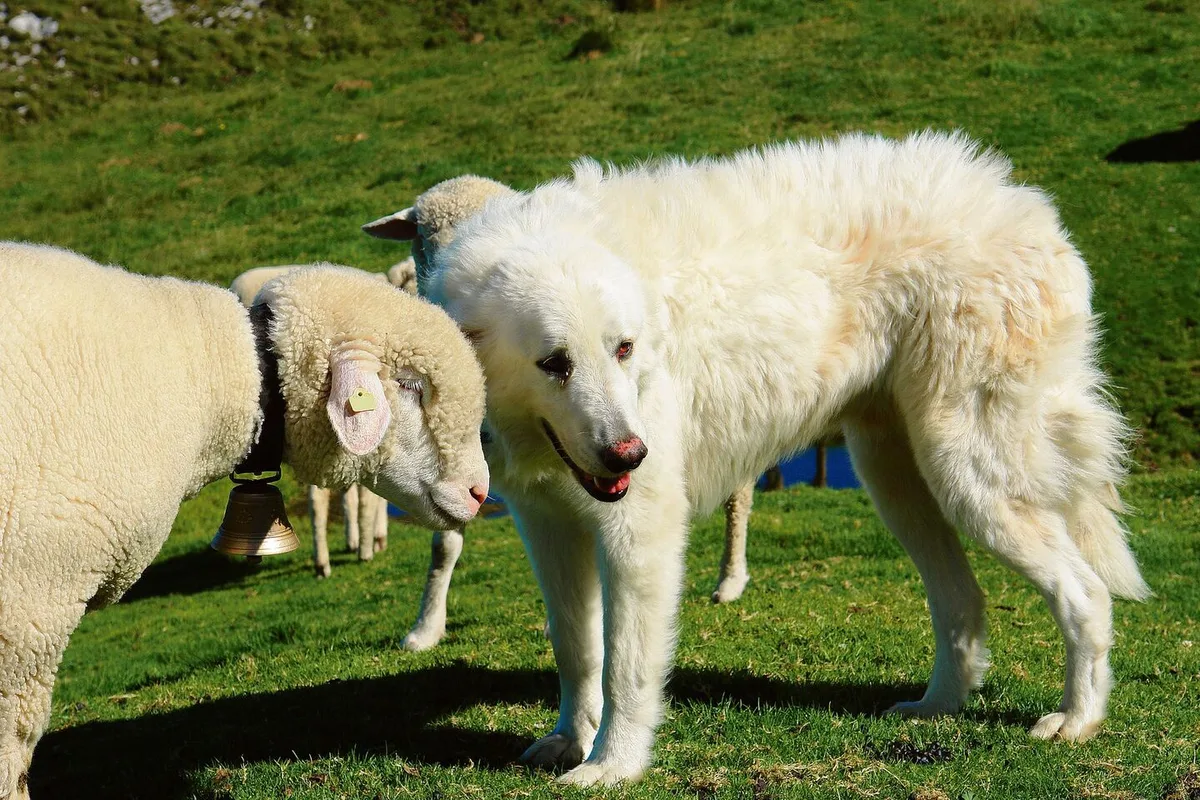 d30b711201fe400e0c7dd1b9bd77c7b9642c66212e24d358e178c7956d69e704 Hütehunde sind im Aargau neu von der Hundesteuer befreit.