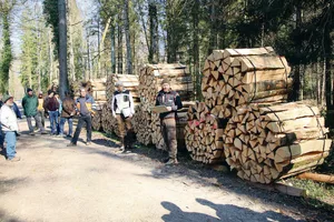 An der diesjährigen Brennholzgant in Kleinandelfingen hat Revierförster Oliver Bieri (ganz rechts) 41 von insgesamt 42 Losen versteigert.