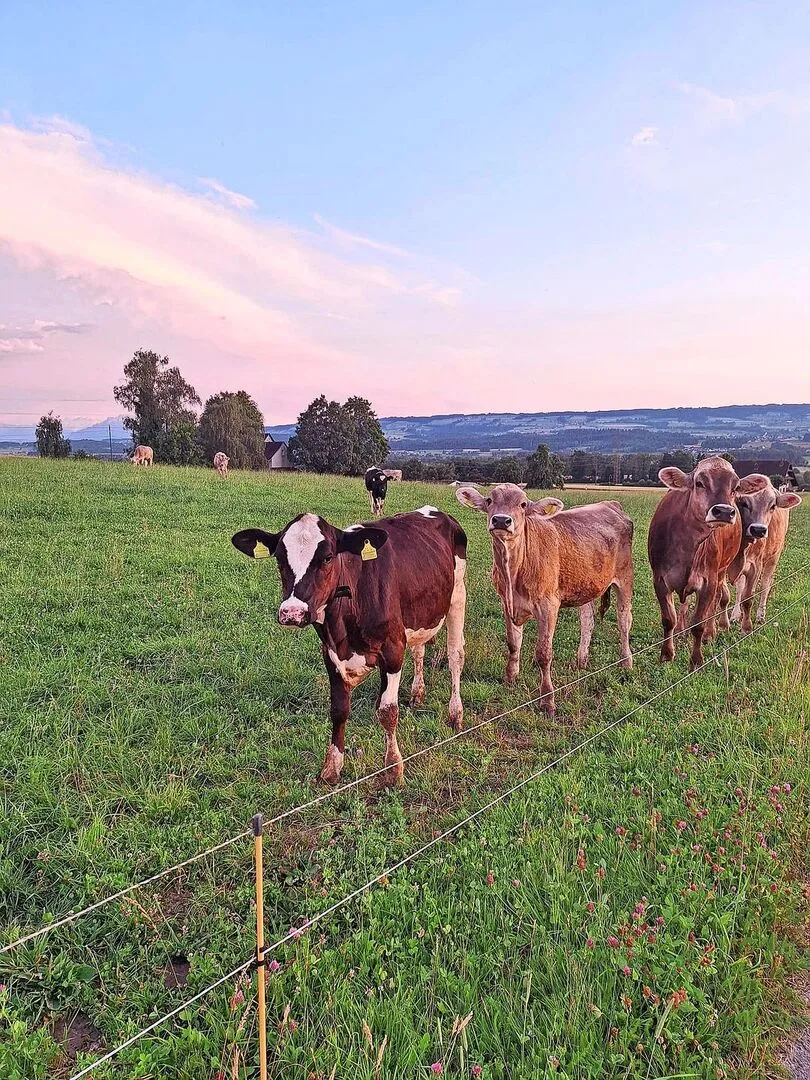 Das höchste Risiko für Parasitenerkrankungen haben erstweidende Tiere.