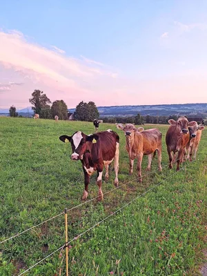 Das höchste Risiko für Parasitenerkrankungen haben erstweidende Tiere.