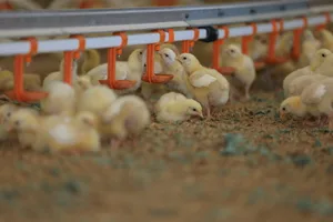 Der Wasserverbrauch ist ein gutes Indiz für die Gesundheit der Küken. Wenn er sinkt oder steigt, ist das ein Anzeichen dafür, dass die Tiere nicht vollständig fit sind.