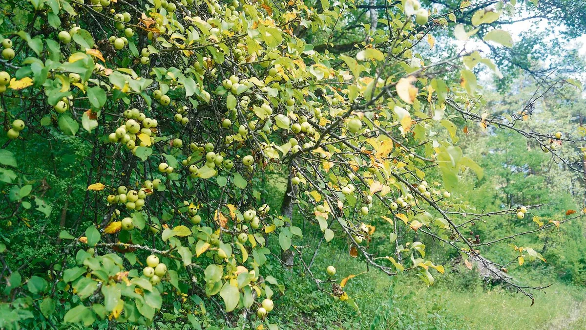 3d23ff56ca10625af90276771d0af248fe2d8db8967b80b486daffc8edca81e9 Beim Spazieren auf dem Randen kann man im Spätsommer reich behangene Wildapfelbäume entdecken.