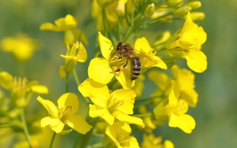 1be92100d86cd6c3335f613d597ed5ec25420a63 Rapsfelder sind eine gute Nahrungsquelle für Bienen, können aber auch zur Todesfalle werden. (Bild zVg)