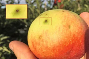 Der dunkle Punkt zeigt die Eiablage der Fruchtfliege unter der Fruchthaut.
