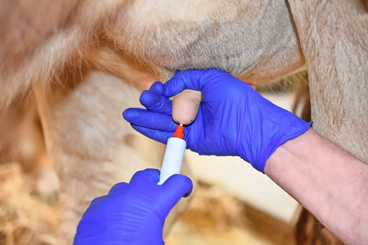 Der Zitzenversiegler muss unten bleiben: Mit Daumen und Zeigefinger wird die Zitze etwa in der Hälfte zusammengedrückt. Der Zitzenversiegler wird appliziert, der Druck auf den Kanal wird belassen, bis der Versiegler auszuhärten beginnt.