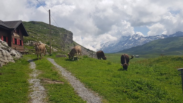 Landwirtschaft und Tourismus war eines der Themen. (Bilder Braunvieh Schweiz)
