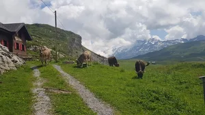 Landwirtschaft und Tourismus war eines der Themen. (Bilder Braunvieh Schweiz)