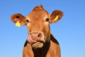 Die Kuh erlaubte sich mit ihrer Flucht eine wenig lustigen Scherz. (Symbolbild Pixabay)