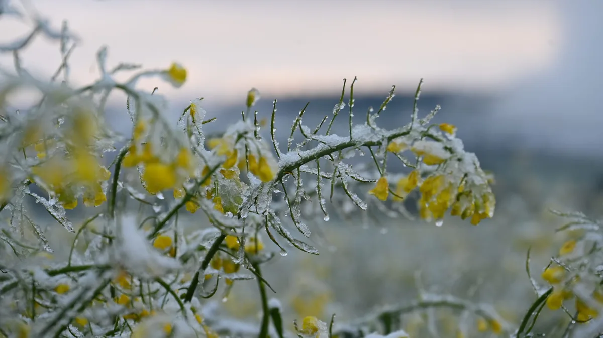 schneebildwyss Winter folgt auf Wüstenstaub