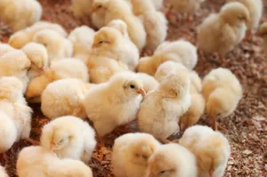 Es gibt drei Alternativen zum Vergasen der männlichen Küken: Zweinutzungshühner, Bruderhahnaufzucht und frühe Geschlechtsbestimmung im Ei. Alle Möglichkeiten lösen auf ihre Weise das ethische Problem des Kükentötens.