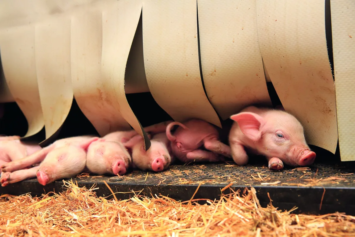 dg_18-11_mm5_bild01 Ferkel lugen unter dem Vorhang des Ferkelnests hervor.