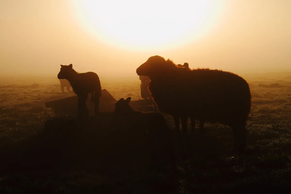 schafe_chris_franklin Wolf tötet Kalb und mehrere Schafe