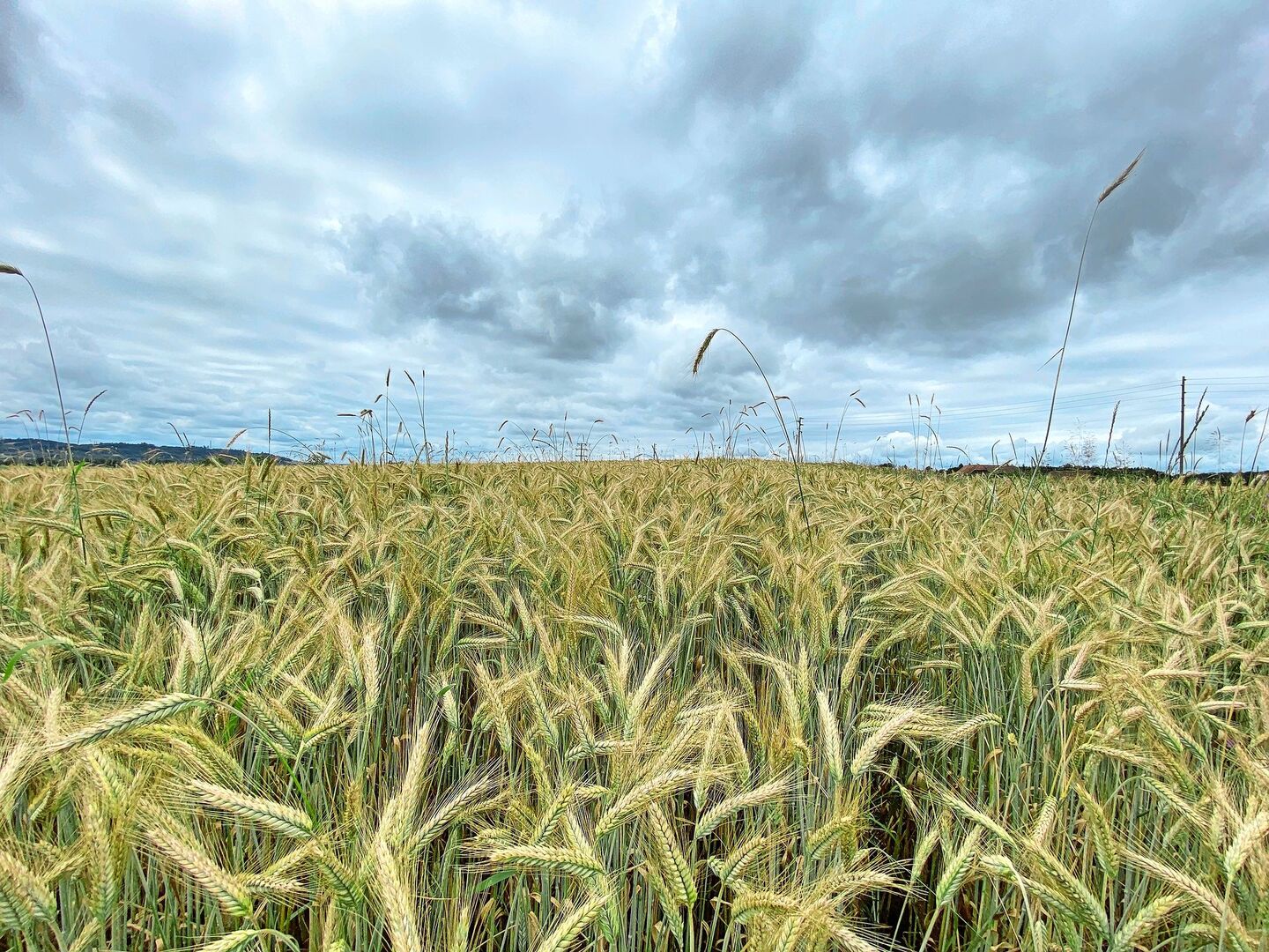Für einmal trocken, aber noch immer eher düster: Wenn es in den vergangenen Monaten nicht regnete, war die nächste Wetterfront häufig schon am Horizont zu sehen. Die Zeitfenster für wichtige Arbeiten waren stets kurz.